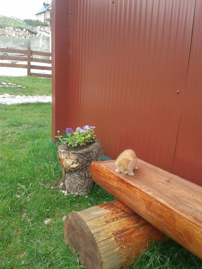 Boskovica Brvnare Konuk evi Žabljak Dış mekan fotoğraf